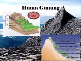 Hutan Gunung
 