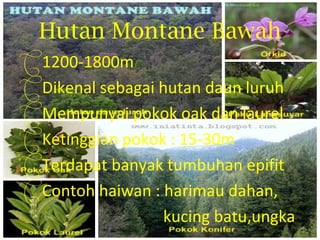 Hutan Montane Bawah
1200-1800m
Dikenal sebagai hutan daun luruh
Mempunyai pokok oak dan laurel
Ketinggian pokok : 15-30m
Terdapat banyak tumbuhan epifit
Contoh haiwan : harimau dahan,
                 kucing batu,ungka
 