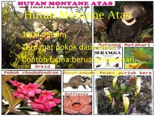 Hutan Montane Atas
 1800-2900m
 Terdapat pokok daun tirus
 Contoh fauna:beruang matahari,
             burung,serangga
 