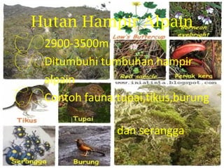 Hutan Hampir Alpain
2900-3500m
Ditumbuhi tumbuhan hampir
 alpain
Contoh fauna:tupai,tikus,burung

                dan serangga
 