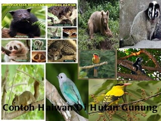 Contoh H ai wan D i H utan G unung
 