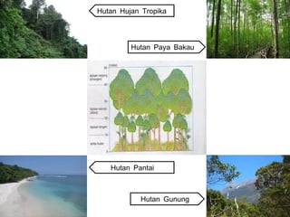 Hutan Hujan Tropika




         Hutan Paya Bakau




   Hutan Pantai



           Hutan Gunung
 
