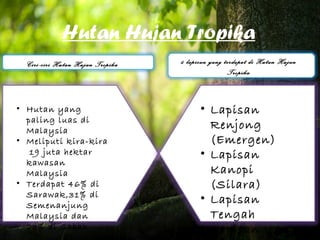 Hutan Hujan Tropika
  Ciri-ciri Hutan Hujan Tropika   4 lapisan yang terdapat di Hutan Hujan
                                                  Tropika



• Hutan yang                            • Lapisan
  paling luas di
  Malaysia
                                          Renjong
• Meliputi kira-kira                      (Emergen)
   19 juta hektar                       • Lapisan
  kawasan
  Malaysia                                Kanopi
• Terdapat 46% di                         (Silara)
  Sarawak,31% di
  Semenanjung
                                        • Lapisan
  Malaysia dan                            Tengah
  23% di Sabah                          • Lapisan
 