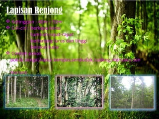 Lapisan Renjong
 Ketinggian : 40m – 50m
 Ciri-ciri : berkayu keras
              tumbuh rapat-rapat
              berbatang lurus dan tinggi
              berakar banir
 Contoh pokok :
 pokok cengal,kapur,kempas,senduduk,tualang,mersawa dan

 meranti
 