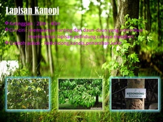 Lapisan Kanopi
 Ketinggian : 20m - 40m
 Ciri-ciri : mempunyai ranting dan daun-daun yang merimbun
              membentuk lapisan pelindung cahaya matahari
 Contoh pokok : kedondong,kandis,penarahan,kelat
 