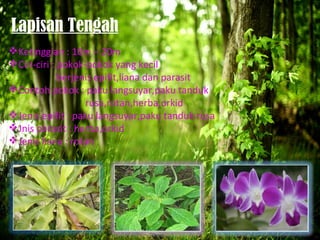 Lapisan Tengah
 Ketinggian : 10m – 20m
 Ciri-ciri : pokok-pokok yang kecil
              berjenis epifit,liana dan parasit
 Contoh pokok : paku langsuyar,paku tanduk
                    rusa,rotan,herba,orkid
 Jenis epifit : paku langsuyar,paku tanduk rusa
 Jnis parasit : herba,orkid
 Jenis liana : rotan
 