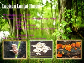 Lapisan Lantai Hutan
 Ketinggian : 0m – 10m
 Ciri-ciri : bertumbuhan jarang(kurang cahaya
              matahari)
              gelap dan lembap
              diliputi oleh daun kering dan bahan

          reput yang tebal
 Contoh tumbuhan : kulat,cendawan
 