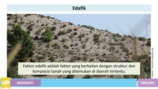 Edafik
Faktor edafik adalah faktor yang berkaitan dengan struktur dan
komposisi tanah yang ditemukan di daerah tertentu.
Sumber:commons.wikpedia.org
 
