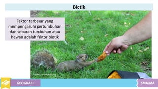 Biotik
Faktor terbesar yang
mempengaruhi pertumbuhan
dan sebaran tumbuhan atau
hewan adalah faktor biotik
Sumber : en.wikpedia.org
 