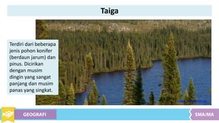 Terdiri dari beberapa
jenis pohon konifer
(berdaun jarum) dan
pinus. Dicirikan
dengan musim
dingin yang sangat
panjang dan musim
panas yang singkat.
Sumber : en.wikipedia.org
Taiga
 