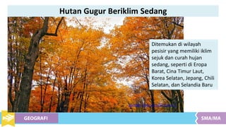 Ditemukan di wilayah
pesisir yang memiliki iklim
sejuk dan curah hujan
sedang, seperti di Eropa
Barat, Cina Timur Laut,
Korea Selatan, Jepang, Chili
Selatan, dan Selandia Baru
Sumber : flickr.com/Nicholas_T
Hutan Gugur Beriklim Sedang
 