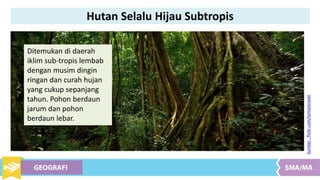 Ditemukan di daerah
iklim sub-tropis lembab
dengan musim dingin
ringan dan curah hujan
yang cukup sepanjang
tahun. Pohon berdaun
jarum dan pohon
berdaun lebar.
Sumber:flickr.com/tontantravel
Hutan Selalu Hijau Subtropis
 