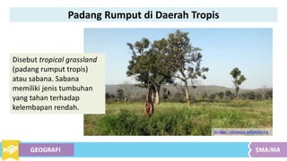 Disebut tropical grassland
(padang rumput tropis)
atau sabana. Sabana
memiliki jenis tumbuhan
yang tahan terhadap
kelembapan rendah.
Sumber : commons.wikipedia.org
Padang Rumput di Daerah Tropis
 