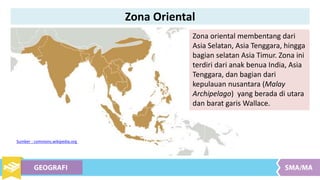 Zona oriental membentang dari
Asia Selatan, Asia Tenggara, hingga
bagian selatan Asia Timur. Zona ini
terdiri dari anak benua India, Asia
Tenggara, dan bagian dari
kepulauan nusantara (Malay
Archipelago) yang berada di utara
dan barat garis Wallace.
Sumber : commons.wikipedia.org
Zona Oriental
 