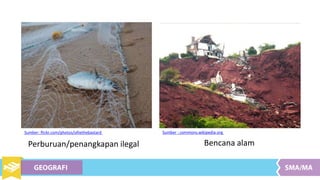 Sumber: flickr.com/photos/olliethebastard
Perburuan/penangkapan ilegal Bencana alam
Sumber : commons.wikipedia.org
 