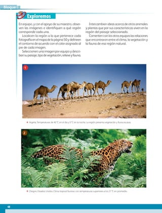 48
IIBloque
Exploremos
En equipo, y con el apoyo de su maestro, obser-
ven las imágenes e identifiquen a qué región
corresponde cada una.
Localicen la región a la que pertenece cada
fotografíaenelmapadelapágina50ydelíneen
el contorno de acuerdo con el color asignado al
pie de cada imagen.
Seleccionen una imagen por equipo y descri-
bansupaisaje,tipodevegetación,relieveyfauna.
Intercambien ideas acerca de otros animales
y plantas que por sus características viven en la
región del paisaje seleccionado.
Comentenconlosotrosequiposlasrelaciones
que encontraron entre el clima, la vegetación y
la fauna de esa región natural.
ΕΕ Argelia. Temperaturas de 40 °C en el día y 0 °C en la noche. La región presenta vegetación y lluvia escasas.
ΕΕ Oregon, Estados Unidos. Clima tropical lluvioso con temperaturas superiores a los 27 °C en promedio.
1
2
AB-GEO-6-P-042-075_2014_2015.indd 48 17/02/14 16:38
 
