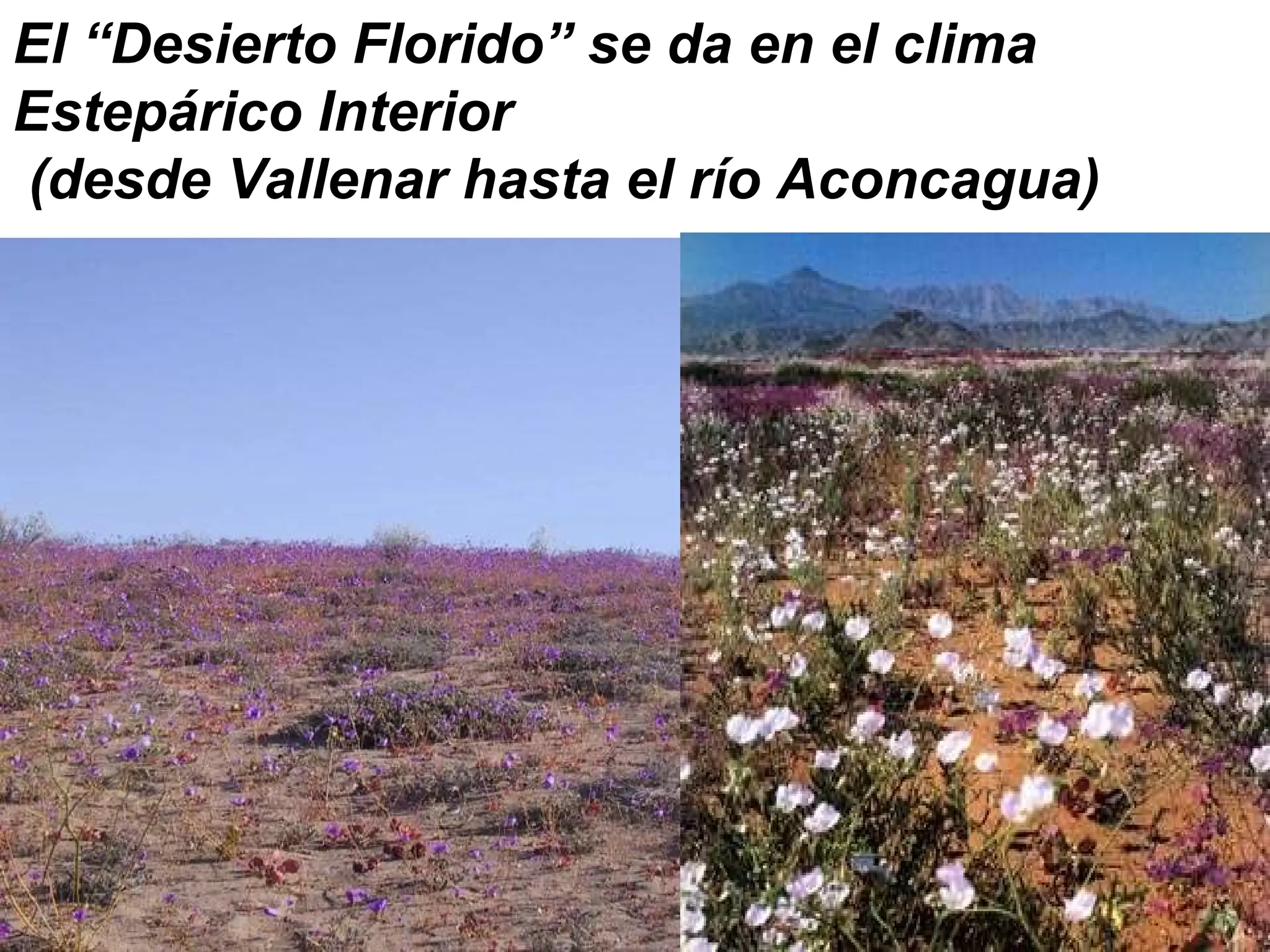 El “Desierto Florido” se da en el clima  Estepárico Interior (desde Vallenar hasta el río Aconcagua)                                                         
