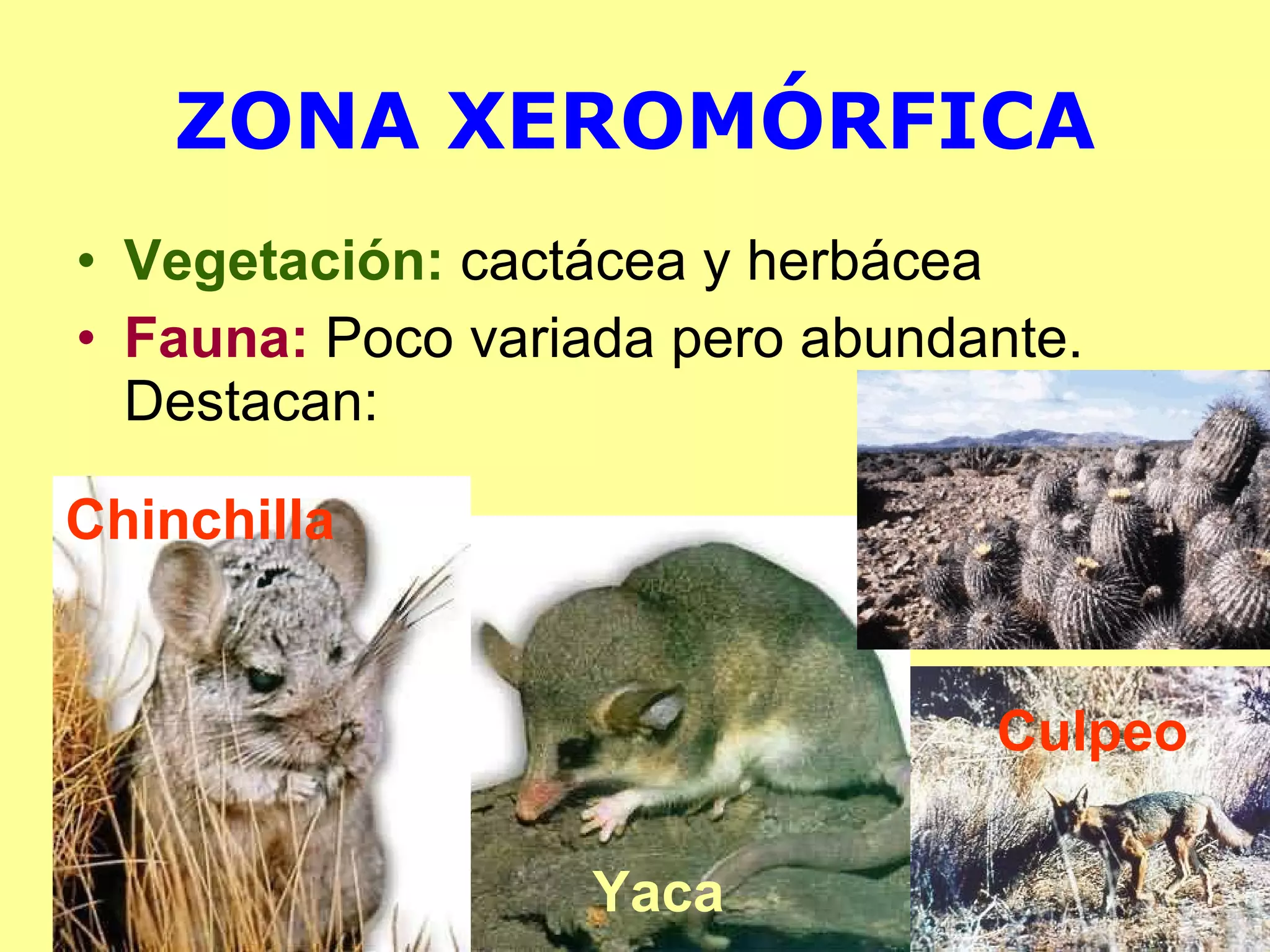 ZONA XEROMÓRFICA Vegetación:  cactácea y herbácea Fauna:  Poco variada pero abundante. Destacan: Yaca Chinchilla Culpeo 
