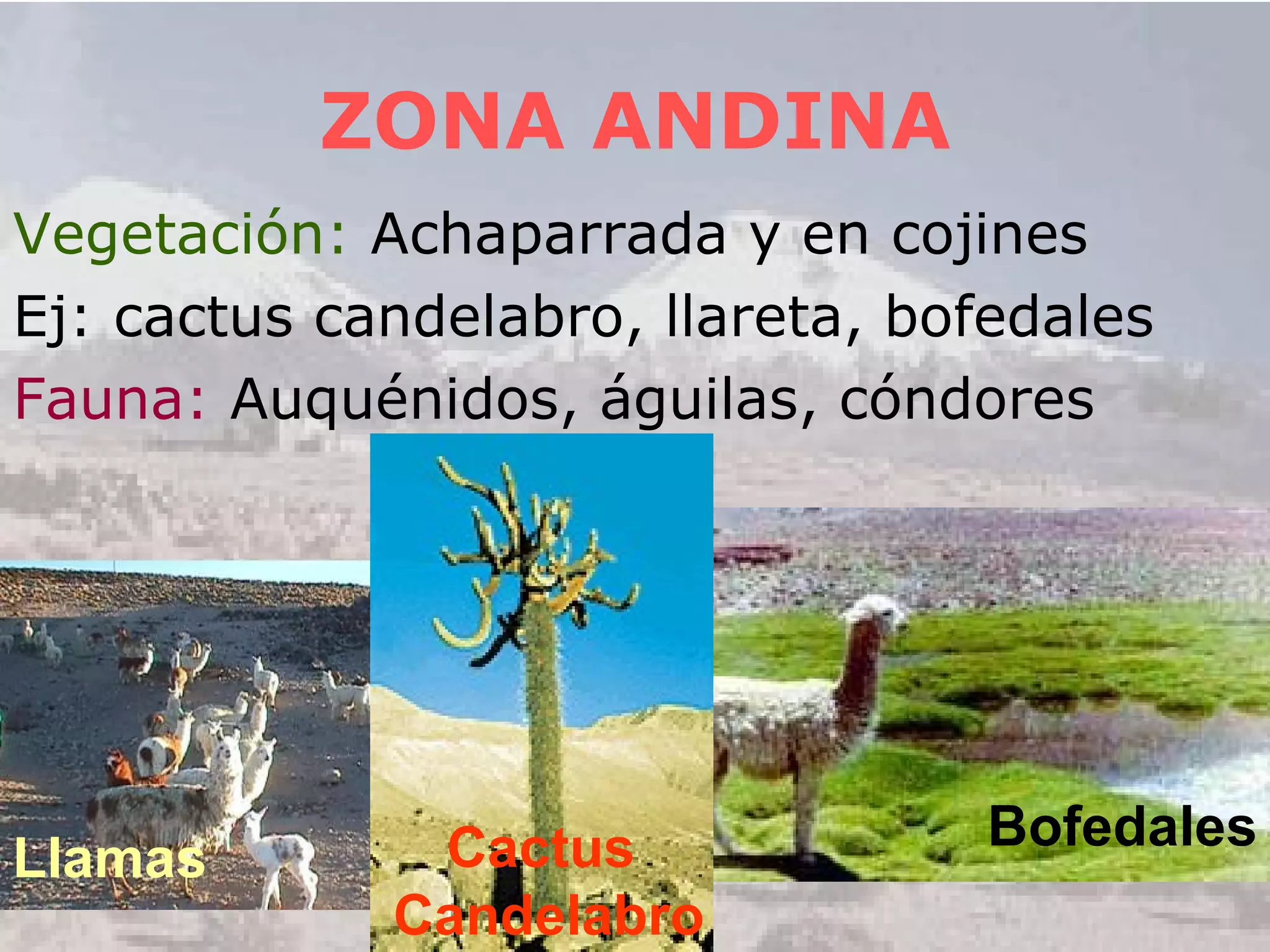 ZONA ANDINA Vegetación:  Achaparrada y en cojines Ej: cactus candelabro, llareta, bofedales Fauna:  Auquénidos, águilas, cóndores Bofedales Cactus  Candelabro Llamas 