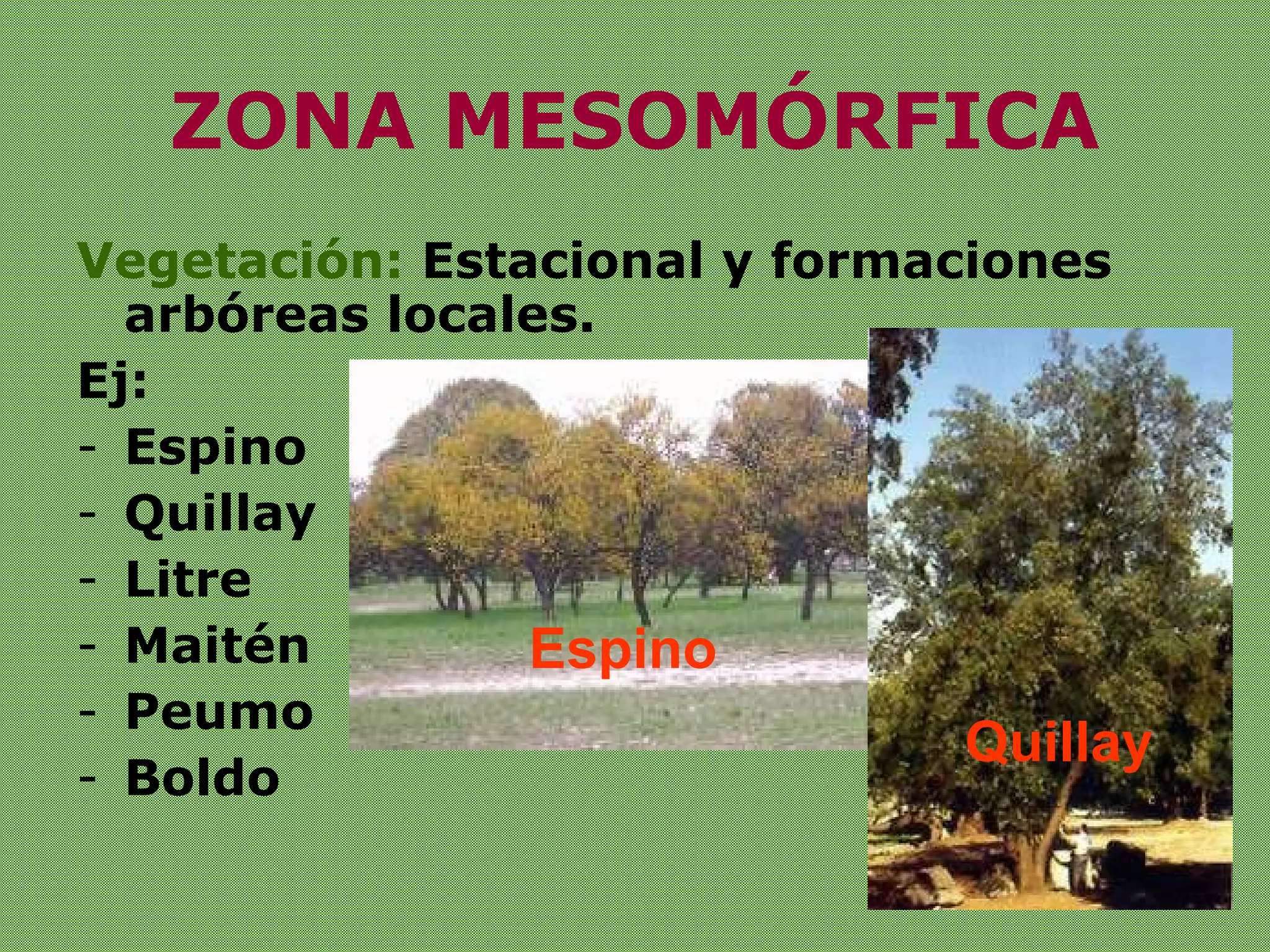 ZONA MESOMÓRFICA Vegetación:  Estacional y formaciones arbóreas locales. Ej: Espino   Quillay Litre Maitén Peumo Boldo Quillay Espino 
