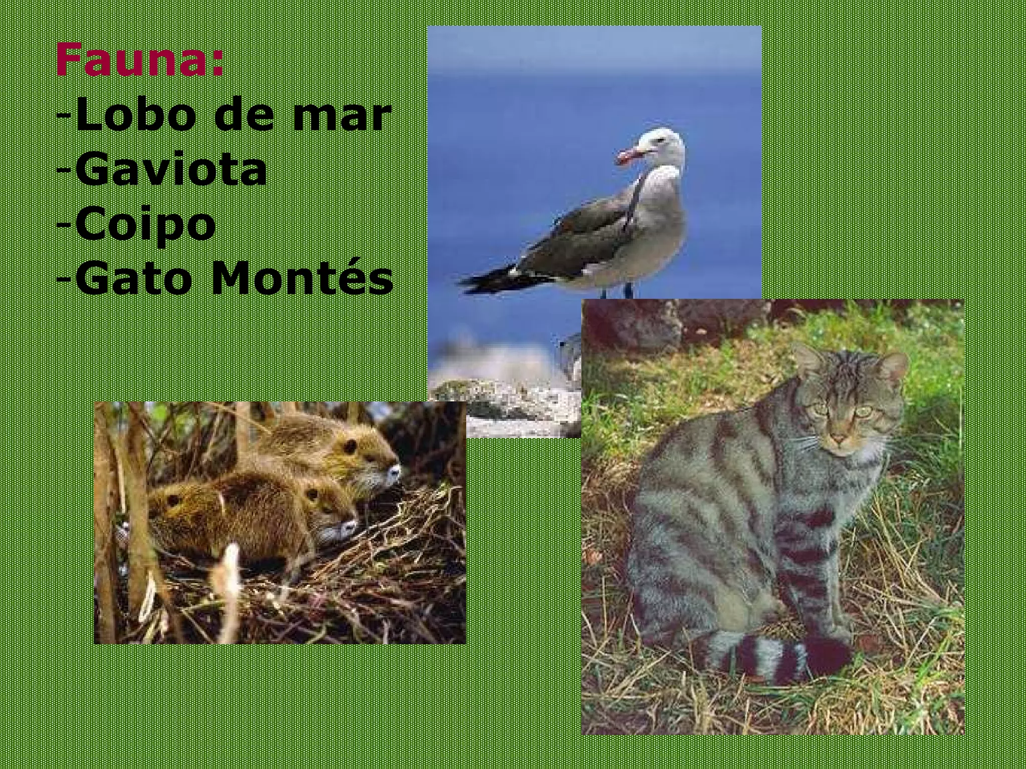 Fauna: Lobo de mar Gaviota Coipo Gato Montés 