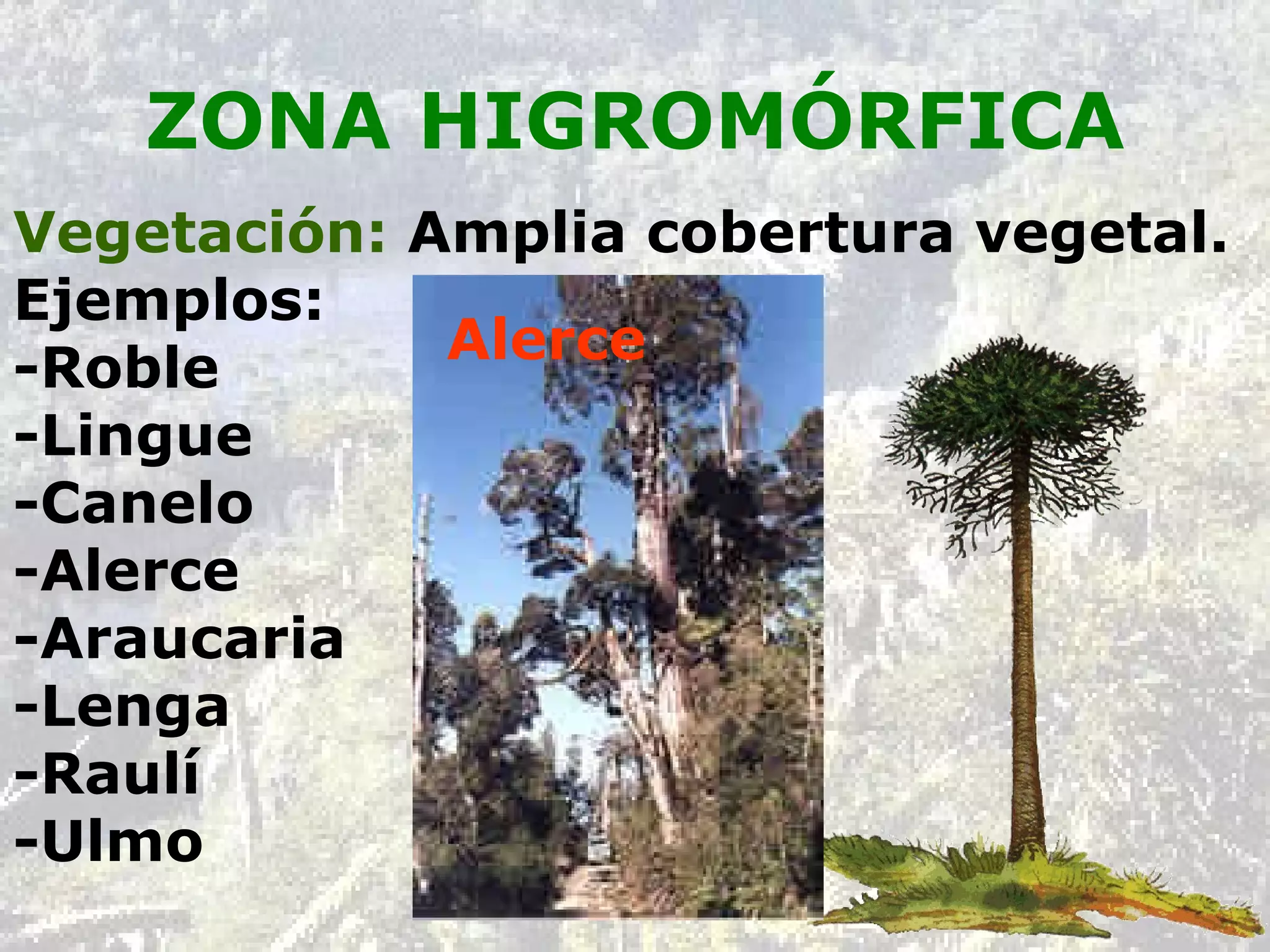 ZONA HIGROMÓRFICA Vegetación:  Amplia cobertura vegetal. Ejemplos: -Roble -Lingue -Canelo -Alerce -Araucaria -Lenga -Raulí -Ulmo Alerce 