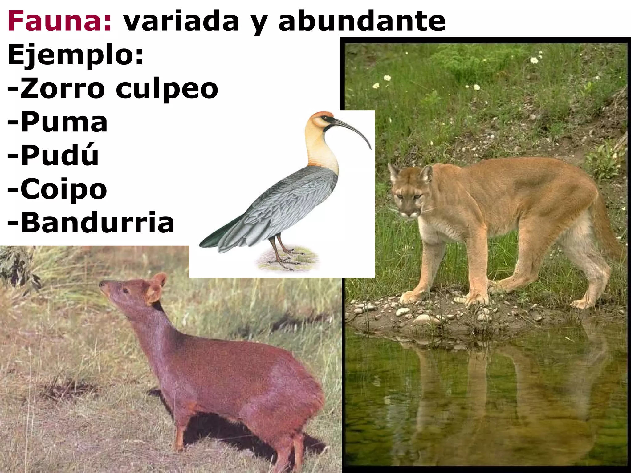 Fauna:  variada y abundante Ejemplo: -Zorro culpeo -Puma -Pudú -Coipo -Bandurria 