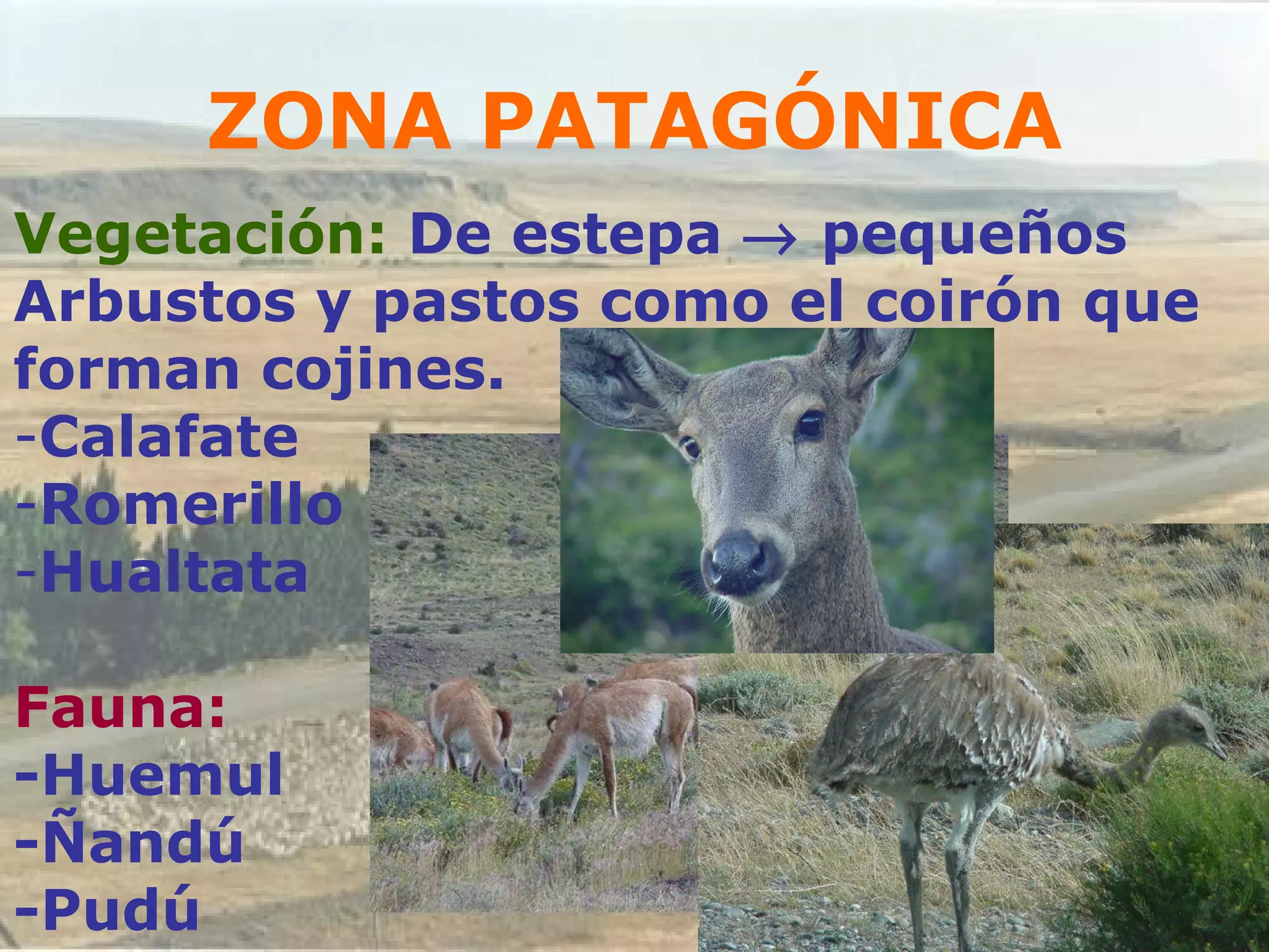 ZONA PATAGÓNICA Vegetación:  De estepa   pequeños  Arbustos y pastos como el coirón que  forman cojines. Calafate Romerillo Hualtata Fauna: -Huemul -Ñandú -Pudú 