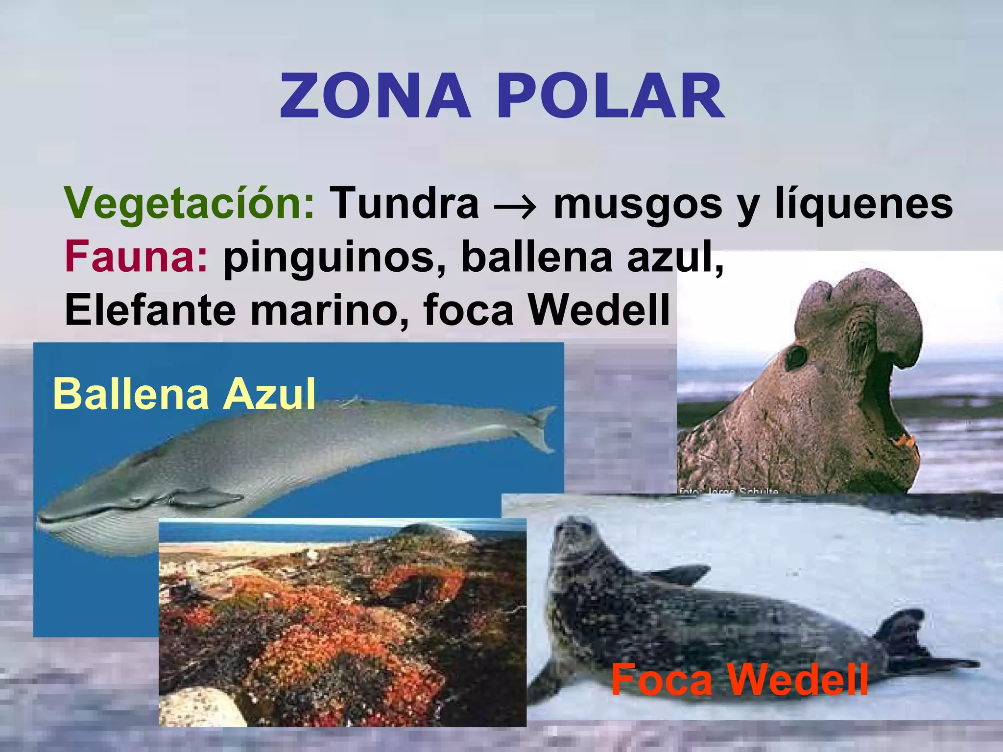 ZONA POLAR Vegetacíón:  Tundra    musgos y líquenes Fauna:  pinguinos, ballena azul,  Elefante marino, foca Wedell   Foca Wedell Ballena Azul 