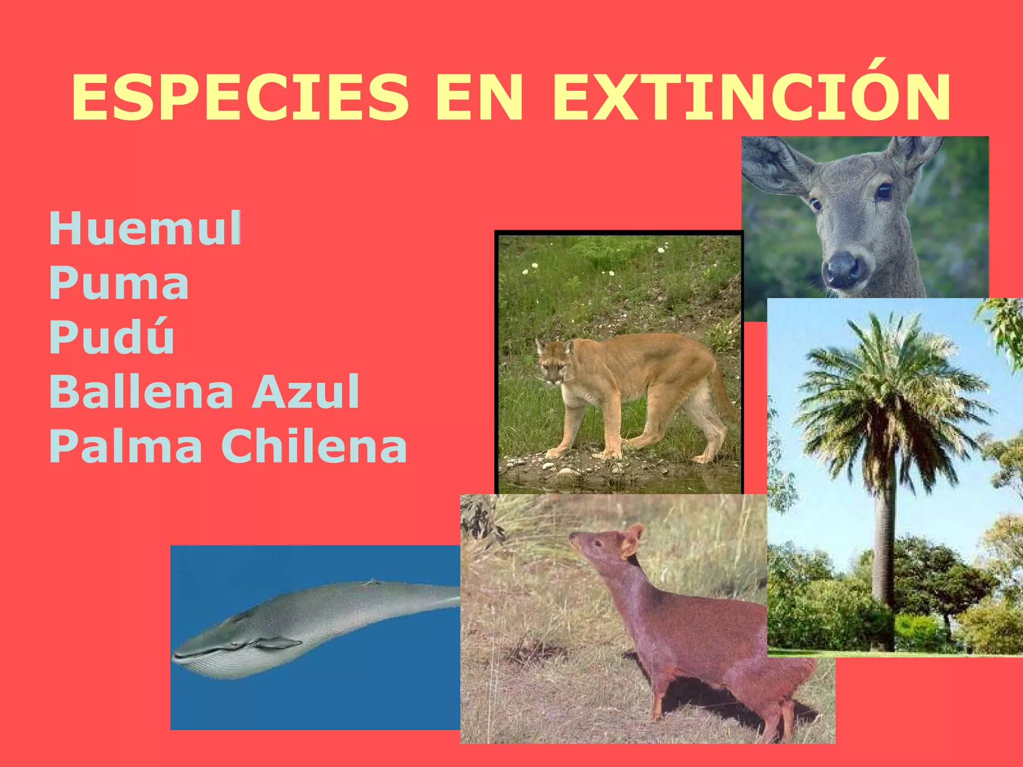 ESPECIES EN EXTINCIÓN Huemul Puma Pudú Ballena Azul Palma Chilena 