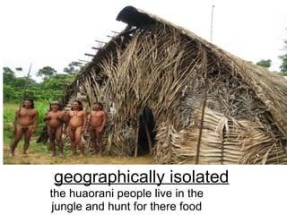 geographically isolated the huaorani people live in the jungle and hunt for there food 