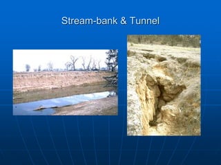 Stream-bank & Tunnel
 