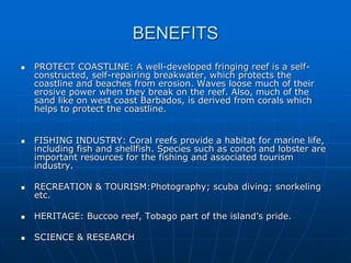 BENEFITS
 PROTECT COASTLINE: A well-developed fringing reef is a self-
constructed, self-repairing breakwater, which protects the
coastline and beaches from erosion. Waves loose much of their
erosive power when they break on the reef. Also, much of the
sand like on west coast Barbados, is derived from corals which
helps to protect the coastline.
 FISHING INDUSTRY: Coral reefs provide a habitat for marine life,
including fish and shellfish. Species such as conch and lobster are
important resources for the fishing and associated tourism
industry.
 RECREATION & TOURISM:Photography; scuba diving; snorkeling
etc.
 HERITAGE: Buccoo reef, Tobago part of the island’s pride.
 SCIENCE & RESEARCH
 