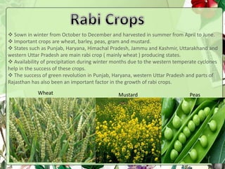  Sown in winter from October to December and harvested in summer from April to June.
 Important crops are wheat, barley, peas, gram and mustard.
 States such as Punjab, Haryana, Himachal Pradesh, Jammu and Kashmir, Uttarakhand and
western Uttar Pradesh are main rabi crop ( mainly wheat ) producing states.
 Availability of precipitation during winter months due to the western temperate cyclones
help in the success of these crops.
 The success of green revolution in Punjab, Haryana, western Uttar Pradesh and parts of
Rajasthan has also been an important factor in the growth of rabi crops.
Wheat Mustard Peas
 
