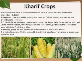  Sown with the onset of monsoon in different parts of the country and harvested in
September – October.
 Important crops are paddy, maize, jowar, bajra, tur (arhar), moong, urad, cotton, jute,
groundnut and soyabean.
 Some of the most important rice-growing regions are Assam, West Bengal, coastal regions of
Orissa, Andhra Pradesh, Tamil Nadu, Kerala and Maharashtra, particularly the Konkan coast
along with Uttar Pradesh and Bihar.
 Recently, paddy has also become an important crop of Punjab and Haryana.
In states like Assam, West Bengal and Orissa, three crops of paddy are grown in a year : Aus,
Aman and Boro.
 