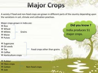 A variety if food and non-food crops are grown in different parts of the country depending upon
the variations in soil, climate and cultivation practises.
Major crops grown in India are:
 Rice
 Wheat
 Millets Grains
 Maize
 Pulses
 Sugarcane
 Oil seeds
 Tea Food crops other than grains
 Coffee
 Horticulture crops
 Rubber
 Fibre crops
 Cotton Non-food crops
 Jute
Did you know ?
India produces 51
major crops.
 