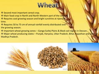 Second most important cereal crop.
 Main food crop in North and North-Western part of the country.
 Requires cool growing season and bright sunshine at ripening
time.
 Requires 50 to 75 cm of annual rainfall evenly distributed over
the growing season.
 Important wheat growing zones – Ganga-Sutlej Plains & Black soil region in Deccan.
 Major wheat producing states – Punjab, Haryana, Uttar Pradesh, Bihar, Rajasthan and parts of
Madhya Pradesh.
 