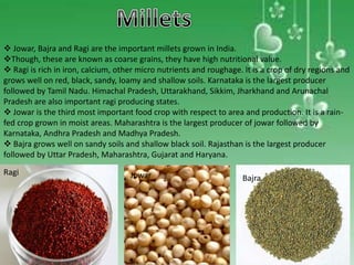 Jowar, Bajra and Ragi are the important millets grown in India.
Though, these are known as coarse grains, they have high nutritional value.
 Ragi is rich in iron, calcium, other micro nutrients and roughage. It is a crop of dry regions and
grows well on red, black, sandy, loamy and shallow soils. Karnataka is the largest producer
followed by Tamil Nadu. Himachal Pradesh, Uttarakhand, Sikkim, Jharkhand and Arunachal
Pradesh are also important ragi producing states.
 Jowar is the third most important food crop with respect to area and production. It is a rain-
fed crop grown in moist areas. Maharashtra is the largest producer of jowar followed by
Karnataka, Andhra Pradesh and Madhya Pradesh.
 Bajra grows well on sandy soils and shallow black soil. Rajasthan is the largest producer
followed by Uttar Pradesh, Maharashtra, Gujarat and Haryana.
Ragi Jowar Bajra
 