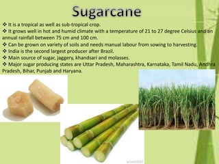  It is a tropical as well as sub-tropical crop.
 It grows well in hot and humid climate with a temperature of 21 to 27 degree Celsius and an
annual rainfall between 75 cm and 100 cm.
 Can be grown on variety of soils and needs manual labour from sowing to harvesting.
 India is the second largest producer after Brazil.
 Main source of sugar, jaggery, khandsari and molasses.
 Major sugar producing states are Uttar Pradesh, Maharashtra, Karnataka, Tamil Nadu, Andhra
Pradesh, Bihar, Punjab and Haryana.
 