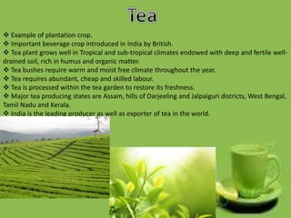  Example of plantation crop.
 Important beverage crop introduced in India by British.
 Tea plant grows well in Tropical and sub-tropical climates endowed with deep and fertile well-
drained soil, rich in humus and organic matter.
 Tea bushes require warm and moist free climate throughout the year.
 Tea requires abundant, cheap and skilled labour.
 Tea is processed within the tea garden to restore its freshness.
 Major tea producing states are Assam, hills of Darjeeling and Jalpaiguri districts, West Bengal,
Tamil Nadu and Kerala.
 India is the leading producer as well as exporter of tea in the world.
 