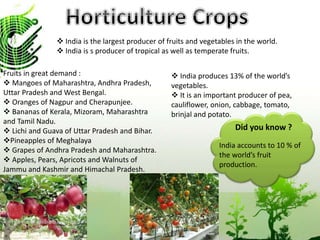  India is the largest producer of fruits and vegetables in the world.
 India is s producer of tropical as well as temperate fruits.
Fruits in great demand :
 Mangoes of Maharashtra, Andhra Pradesh,
Uttar Pradesh and West Bengal.
 Oranges of Nagpur and Cherapunjee.
 Bananas of Kerala, Mizoram, Maharashtra
and Tamil Nadu.
 Lichi and Guava of Uttar Pradesh and Bihar.
Pineapples of Meghalaya
 Grapes of Andhra Pradesh and Maharashtra.
 Apples, Pears, Apricots and Walnuts of
Jammu and Kashmir and Himachal Pradesh.
 India produces 13% of the world’s
vegetables.
 It is an important producer of pea,
cauliflower, onion, cabbage, tomato,
brinjal and potato.
Did you know ?
India accounts to 10 % of
the world’s fruit
production.
 