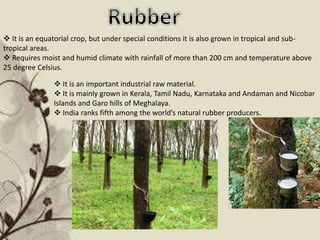  It is an equatorial crop, but under special conditions it is also grown in tropical and sub-
tropical areas.
 Requires moist and humid climate with rainfall of more than 200 cm and temperature above
25 degree Celsius.
 It is an important industrial raw material.
 It is mainly grown in Kerala, Tamil Nadu, Karnataka and Andaman and Nicobar
Islands and Garo hills of Meghalaya.
 India ranks fifth among the world’s natural rubber producers.
 