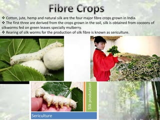  Cotton, jute, hemp and natural silk are the four major fibre crops grown in India.
 The first three are derived from the crops grown in the soil, silk is obtained from cocoons of
silkworms fed on green leaves specially mulberry.
 Rearing of silk worms for the production of silk fibre is known as sericulture.
 