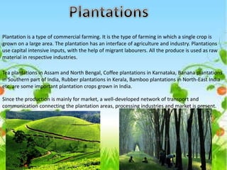 Plantation is a type of commercial farming. It is the type of farming in which a single crop is
grown on a large area. The plantation has an interface of agriculture and industry. Plantations
use capital intensive inputs, with the help of migrant labourers. All the produce is used as raw
material in respective industries.
Tea plantations in Assam and North Bengal, Coffee plantations in Karnataka, Banana plantations
in Southern part of India, Rubber plantations in Kerala, Bamboo plantations in North-East India
etc. are some important plantation crops grown in India.
Since the production is mainly for market, a well-developed network of transport and
communication connecting the plantation areas, processing industries and market is present.
 