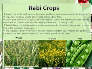  Sown with the onset of monsoon in different parts of the country and harvested in
September – October.
 Important crops...