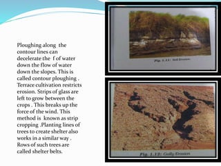 Ploughing along the
contour lines can
decelerate the f of water
down the flow of water
down the slopes. This is
called contour ploughing .
Terrace cultivation restricts
erosion. Strips of glass are
left to grow between the
crops . This breaks up the
force of the wind. This
method is known as strip
cropping .Planting lines of
trees to create shelter also
works in a similar way .
Rows of such trees are
called shelter belts.
 