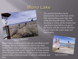 Mono LakeThe ancient shoreline can be prominently seen at the base of the hills surrounding mono lake (the white line beneath them). The old shoreline is where all the bushes and vegetation cease before you get to the beach, and the current shoreline is seen where the water stops and land begins.Former ShorelinesMono Lake’s water is filled with sale and alkali so fish no longer live in it and birds are more scarce than before. There were cold and hot springs all around the lake and when fresh water would flow in from outside of the like and mix with the diluted water over time it created tufas, which are made of calcium carbonate and lime.Tufa Formations