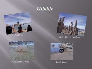 WildlifeOspreyViolet Green SwallowCanadian GooseBlack Bird