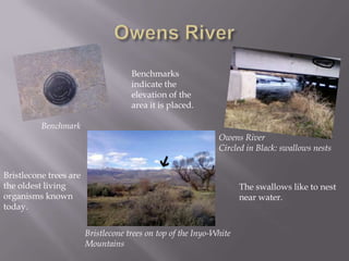Owens RiverBenchmarks indicate the elevation of the area it is placed.BenchmarkOwens RiverCircled in Black: swallows nestsBristlecone trees are the oldest living organisms known today.The swallows like to nest near water.Bristlecone trees on top of the Inyo-White Mountains