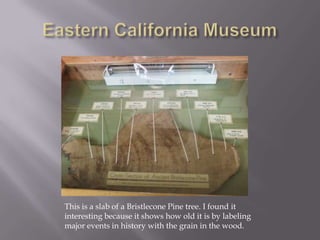 Eastern California MuseumThis is a slab of a Bristlecone Pine tree. I found it interesting because it shows how old it is by labeling major events in history with the grain in the wood.